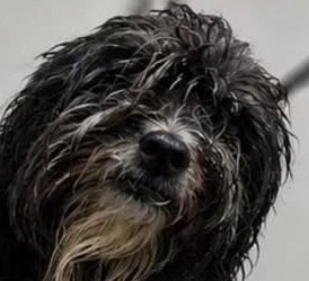 Perrito de pelo largo, enredado y mojado, antes del servicio