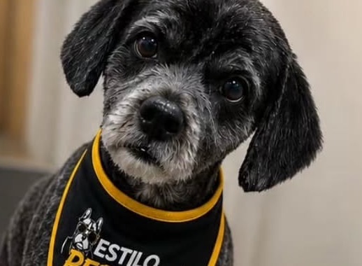 Perrito con la pañoleta de Estilo Perrón