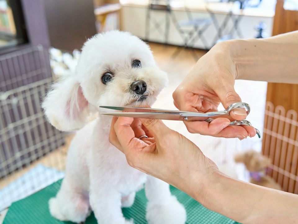 Poodle blanco en su estética, recortándole la carita con tijera